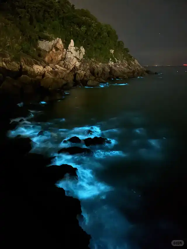 渔寮沙滩蓝眼泪